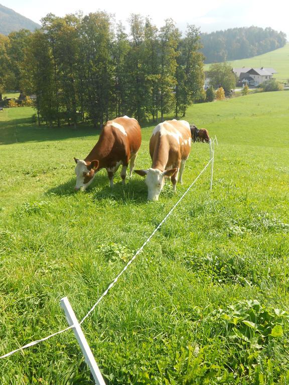 Paulbauer Villa Saint Wolfgang Exteriör bild